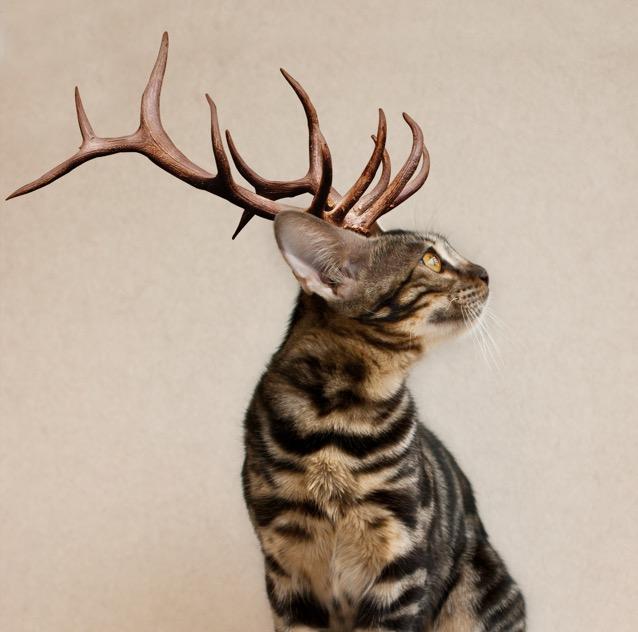 adamtale孟加拉豹猫头像