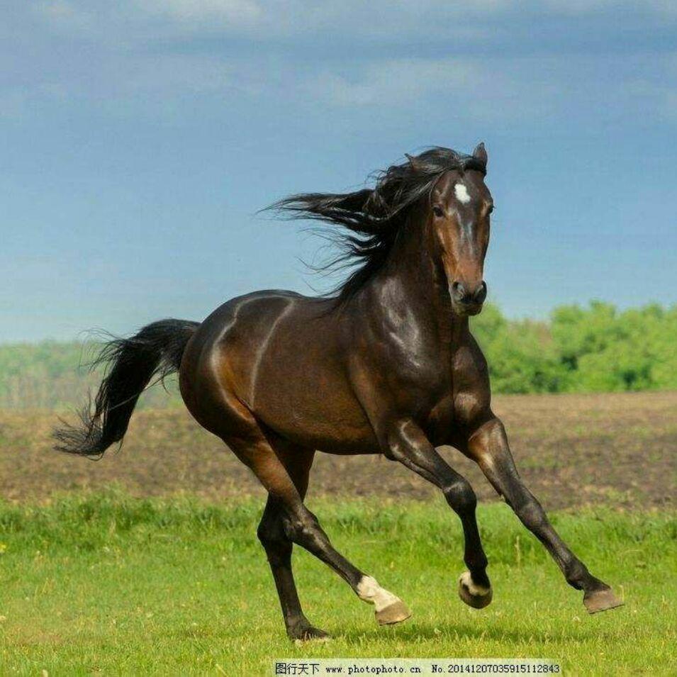 可靠叶尔孤白头像