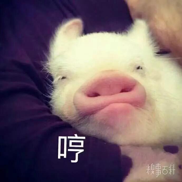 montargis钢蛋头像
