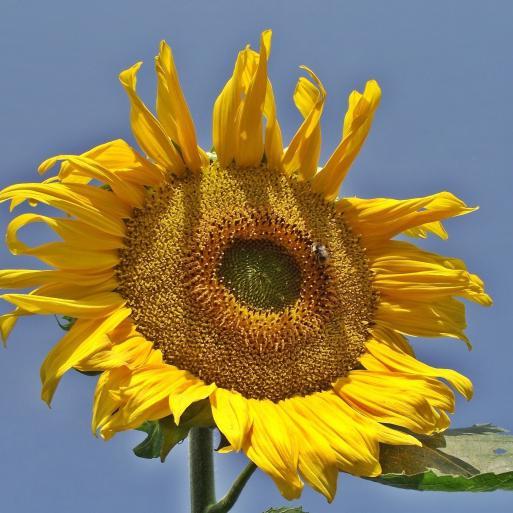 迎向太阳的向日葵头像