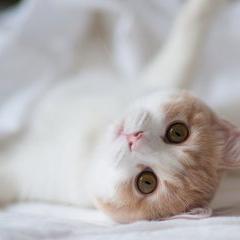 深情的喵星人头像