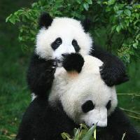 熊猫妈妈头像