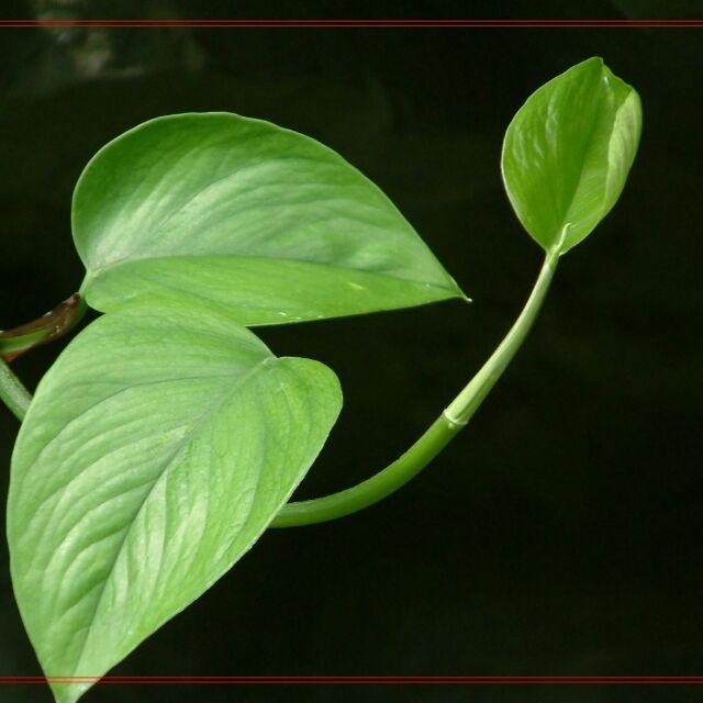 绿箩货源市场分析与趋势观察