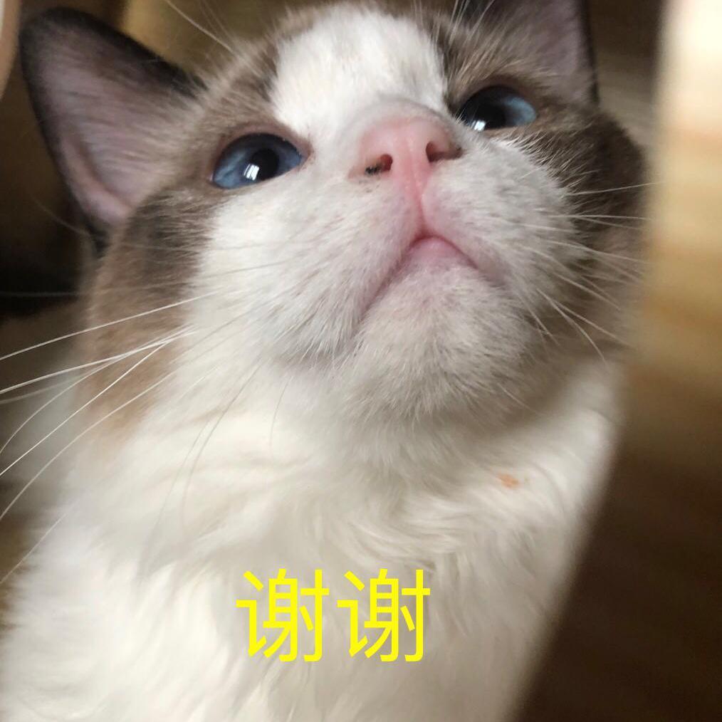 猫毛一大团2头像