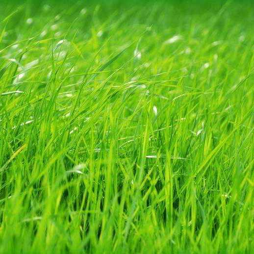 青青草82652头像