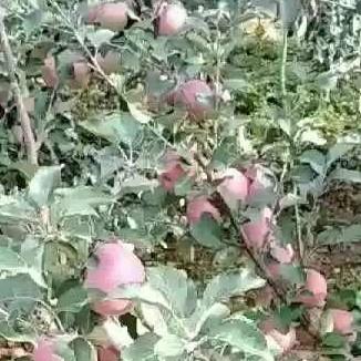 云南昭通苹果种植销售头像