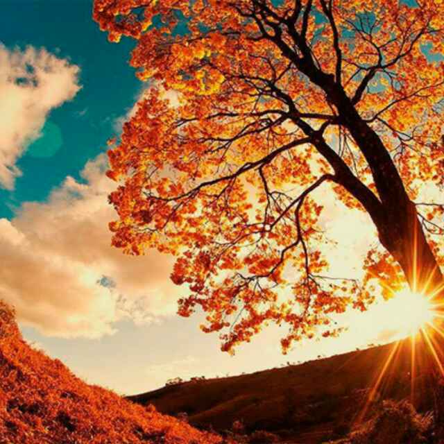 红日出41666656头像