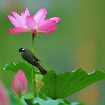 悠悠岁月平凡人头像