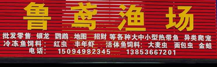 潍坊五彩花卉花鸟鱼虫综合批发头像