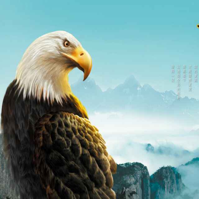 老鹰147250584头像