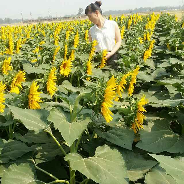 杨雁雁658头像