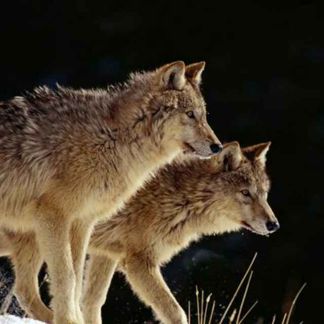 与狼共舞46655头像