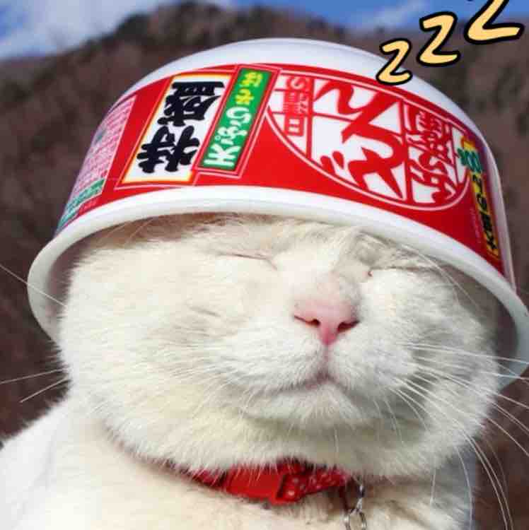 优秀九年人社会你猫哥头像