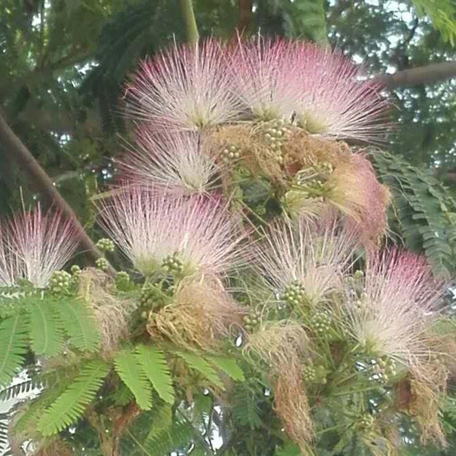 一树合欢花头像