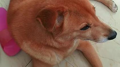 白眉毛的土狗 西瓜视频