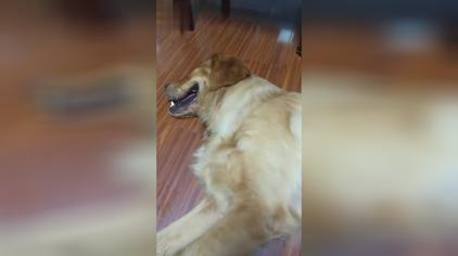 狗狗突然大喘气是怎么了 西瓜视频 狗狗突然大喘气是怎么了 西瓜视频