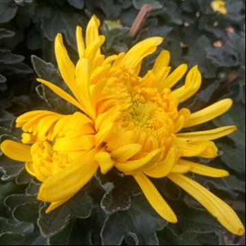 花语花镜花卉苗木头像