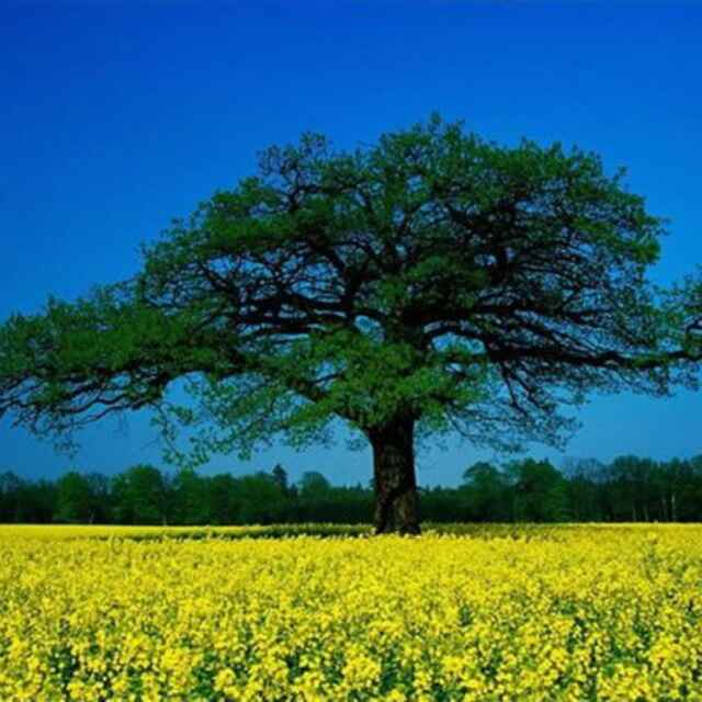 一棵树85490304头像