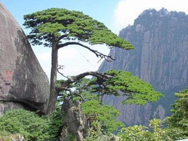 迎客松82187头像