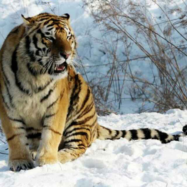 青虎16559987头像