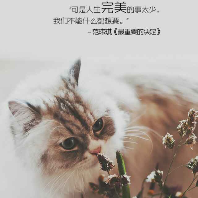 阿華7535头像