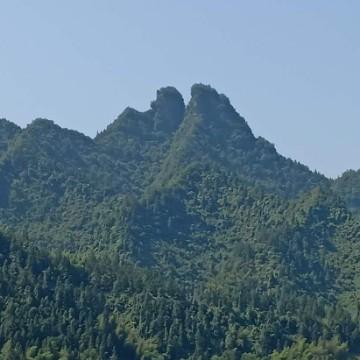 翠叶芳华头像