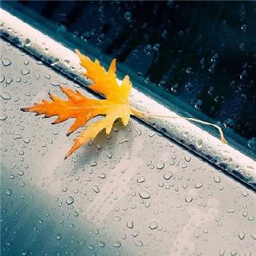 癸水润乙木头像