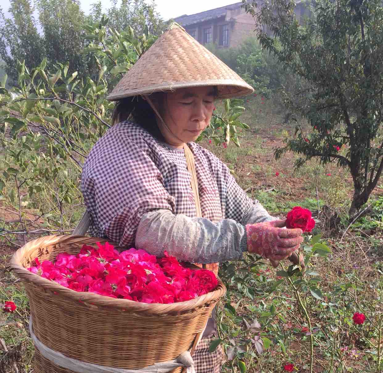 小阿妹家云南食用玫瑰716头像