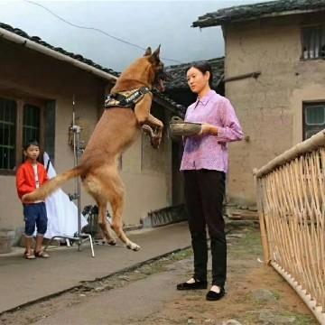 爱犬之人养殖头像