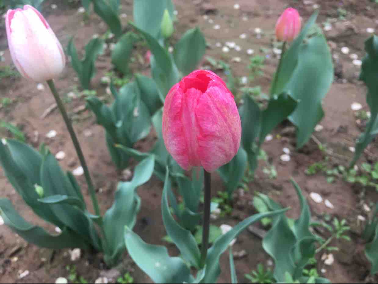 花匠泰山头像