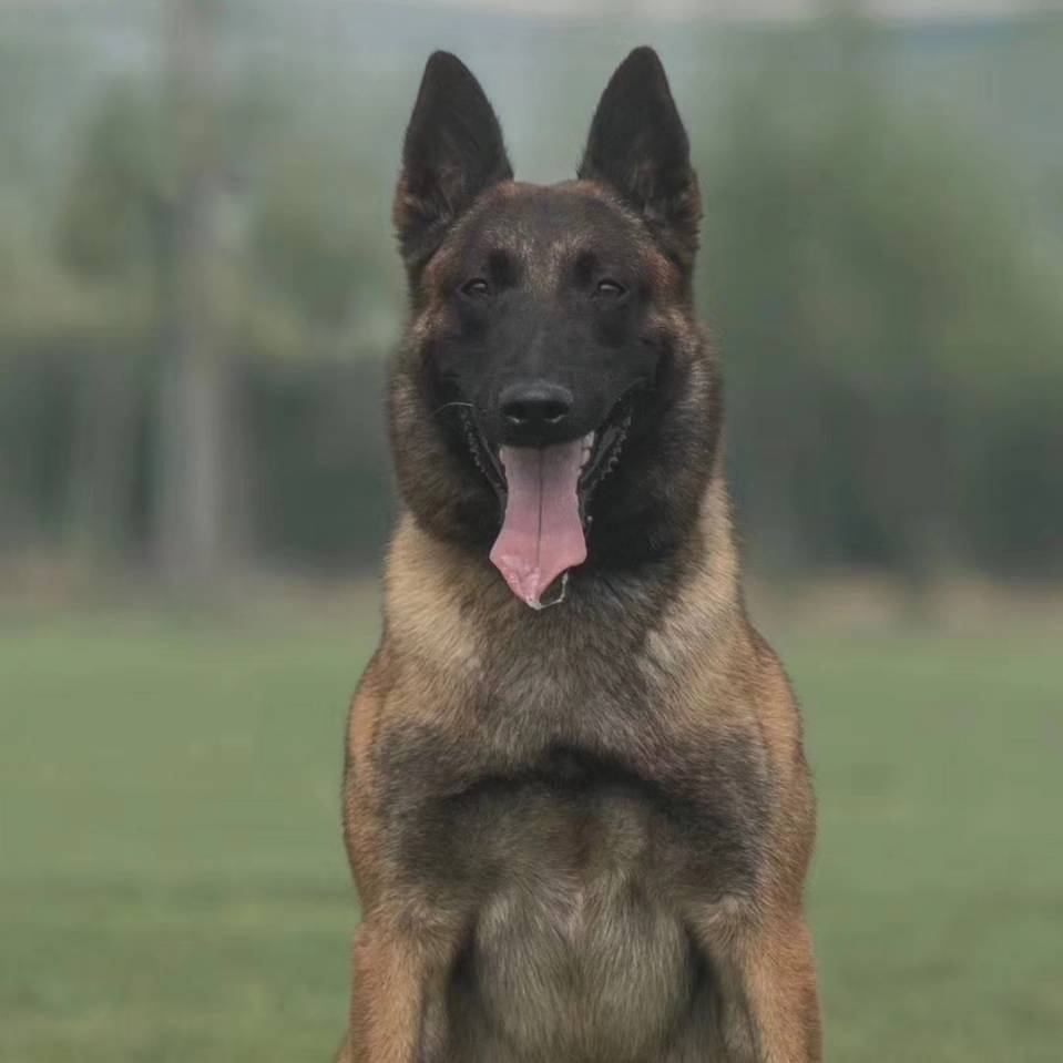 aa垣曲发运城拼车-马犬是毒品头像