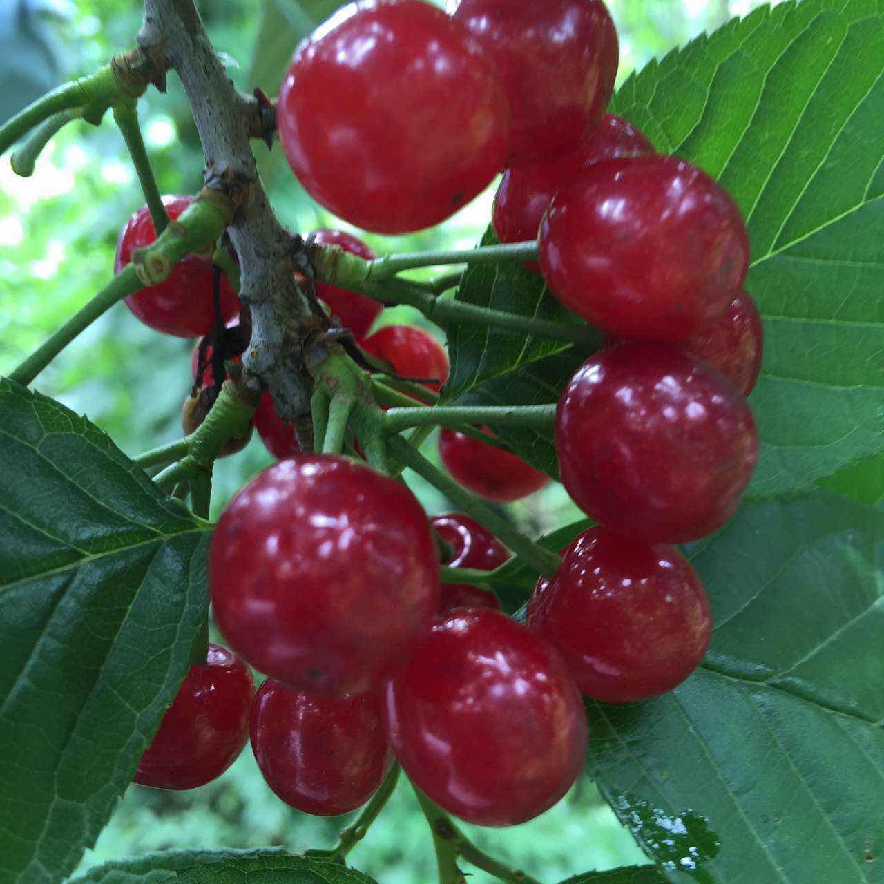 赤橙黄绿青蓝紫3310头像