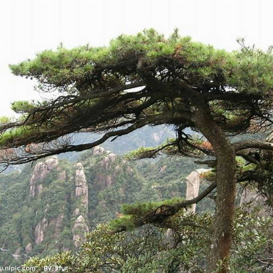 泰山青松230头像