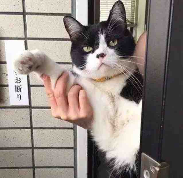 猫叔看江湖头像
