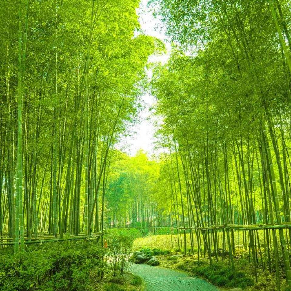 竹林风景微信头像图片