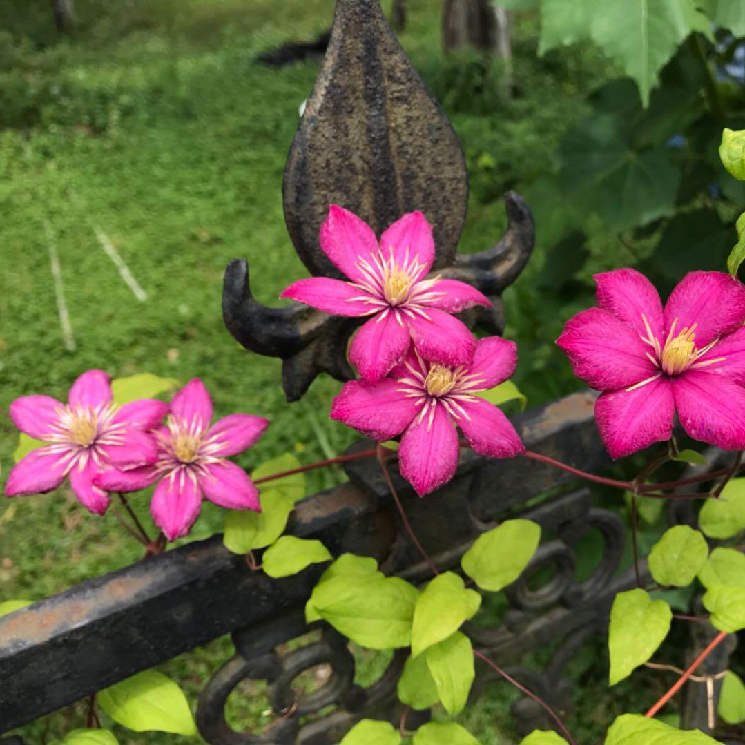 萱宁花园头像