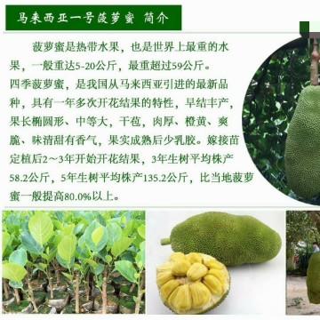 金枫源果苗有限公司头像