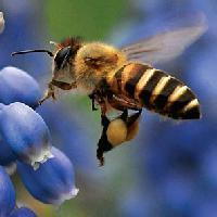 上海蜜蜂繁育研究基地头像