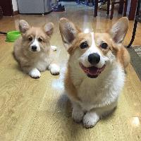 柯基兄弟的日常头像
