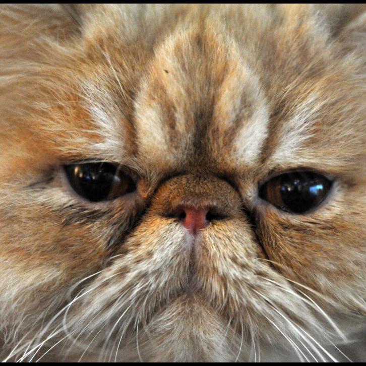 不会做菜的周大猫头像