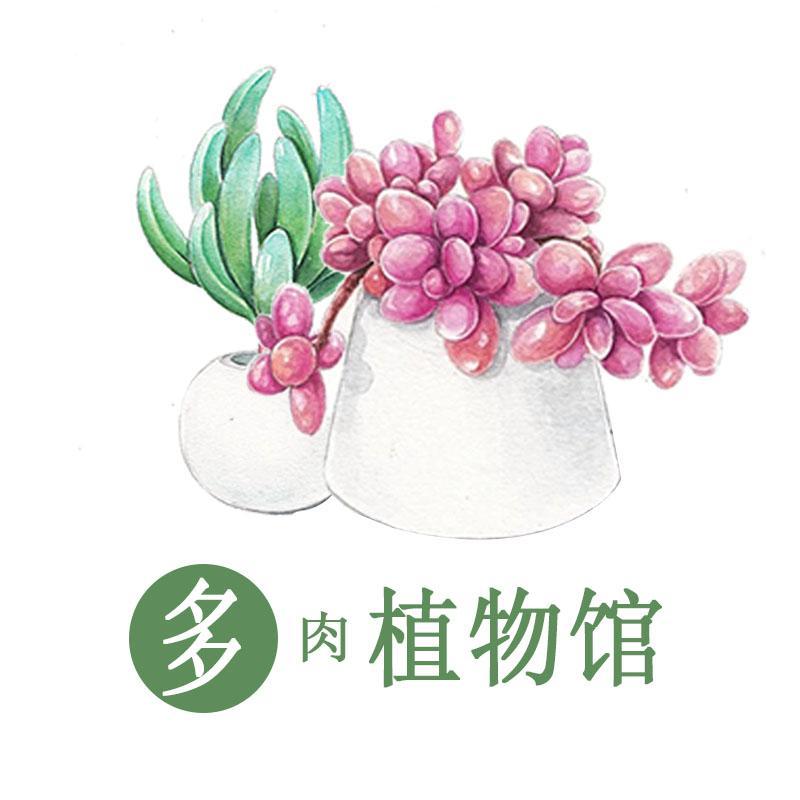 多肉植物馆诶头像
