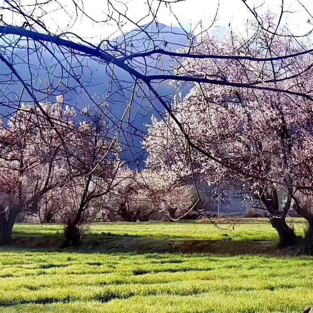 书晨有话说头像