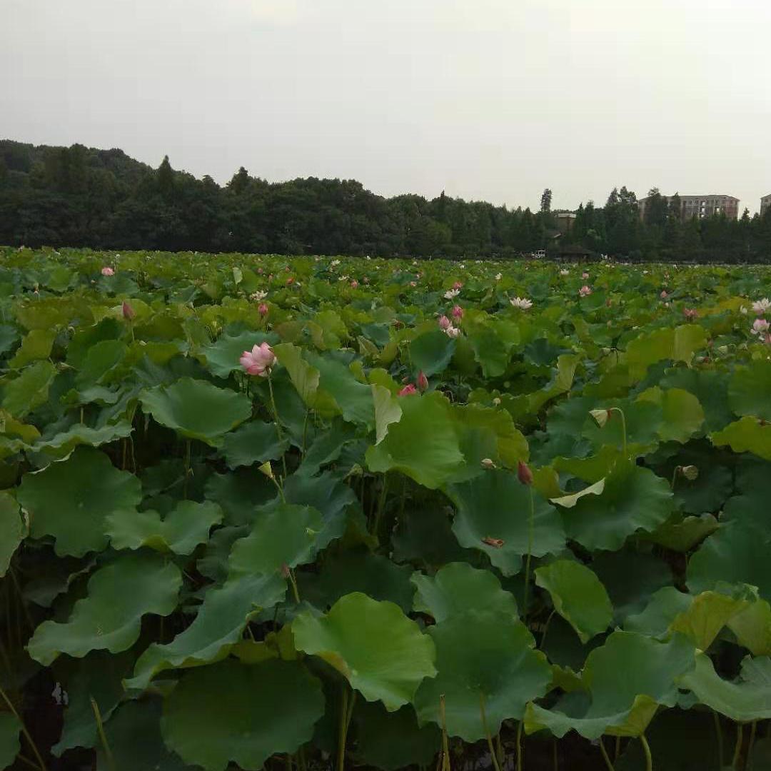 军哥谈生活头像