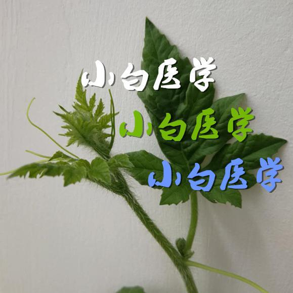 小白真ok头像