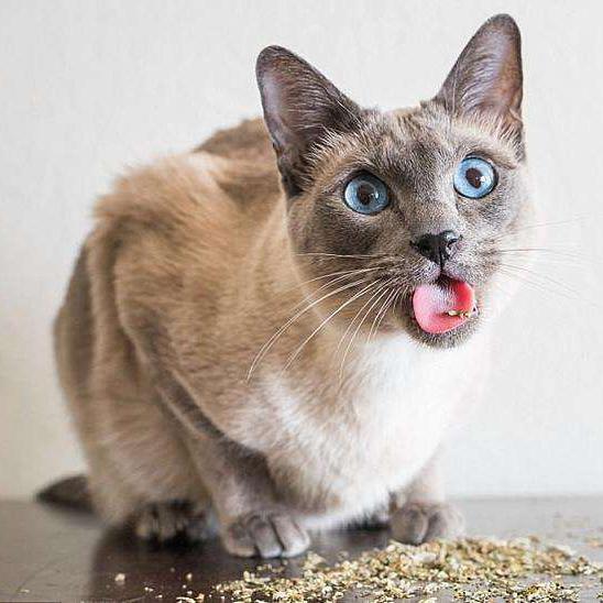突击三脚猫头像