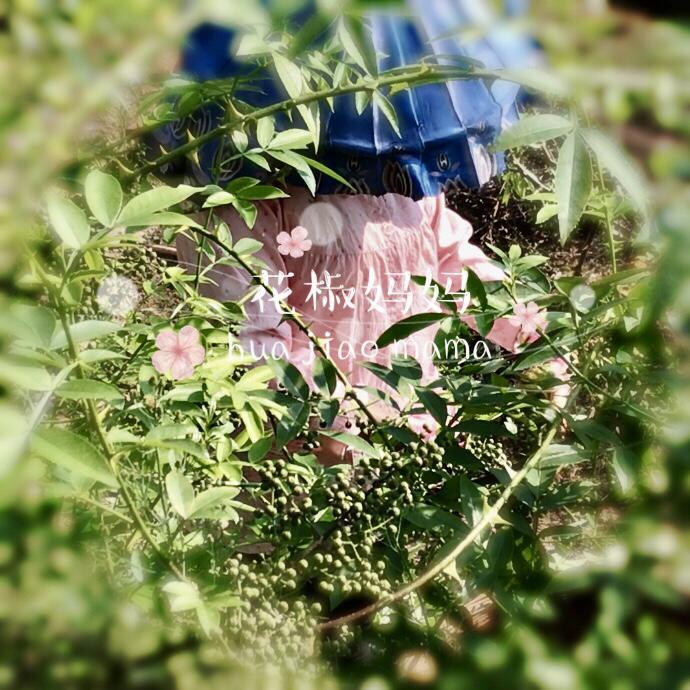 花椒妈妈头像