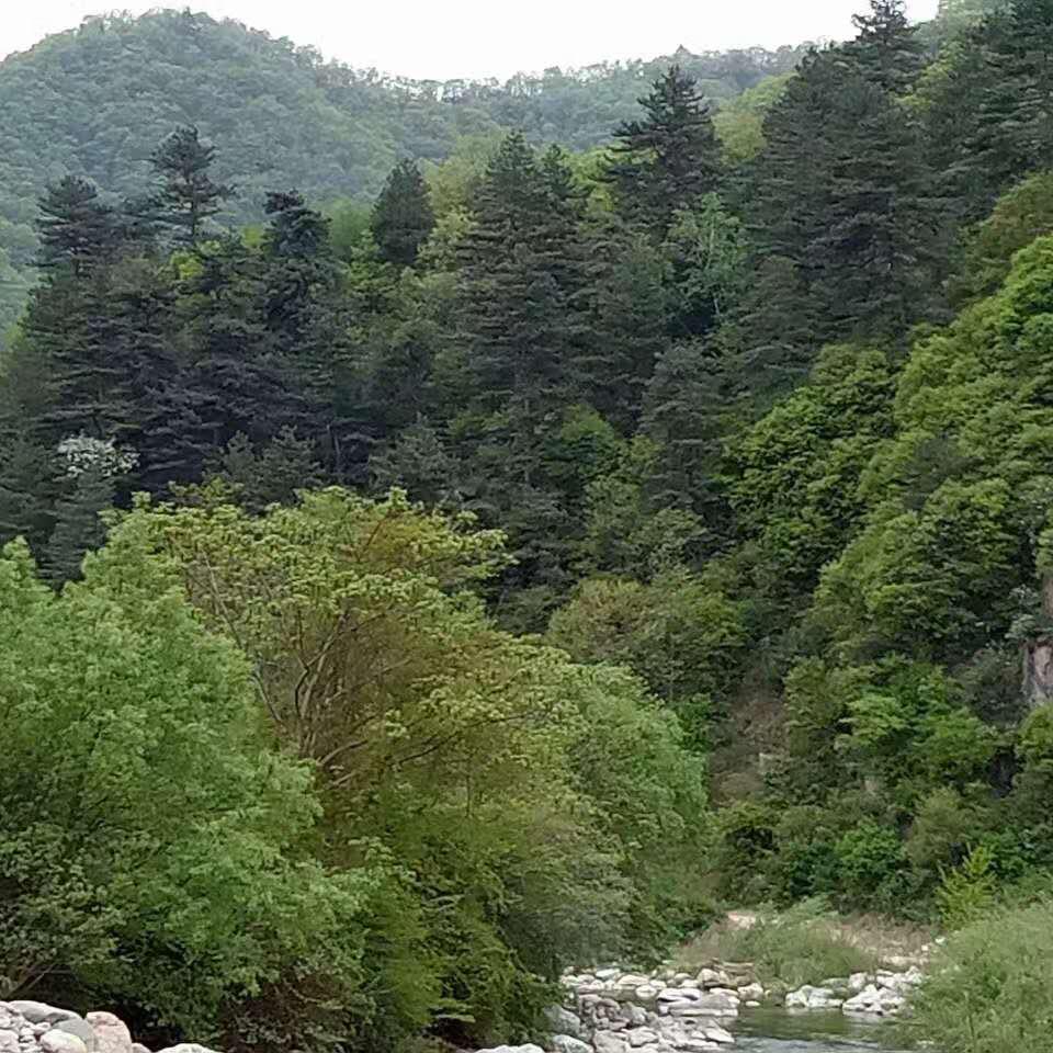 老姚谈植物头像