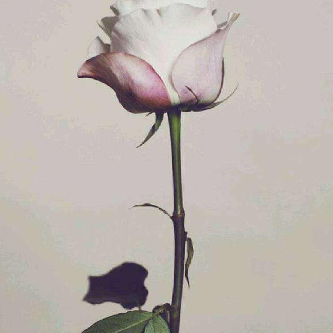 Lov芙视频头像