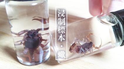 最简单的昆虫标本 西瓜视频