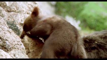 子熊故事电影完整版免费收看 西瓜视频